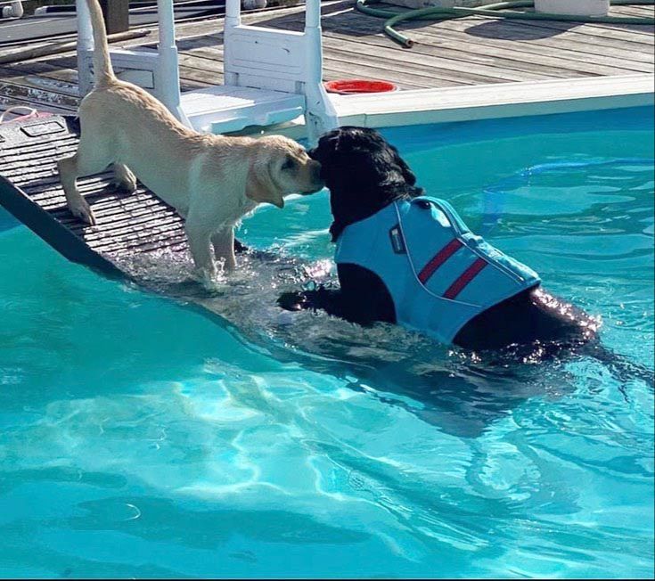 dogs on pool steps