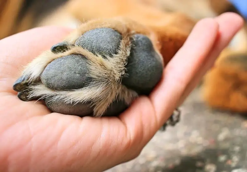 dog's paw pads