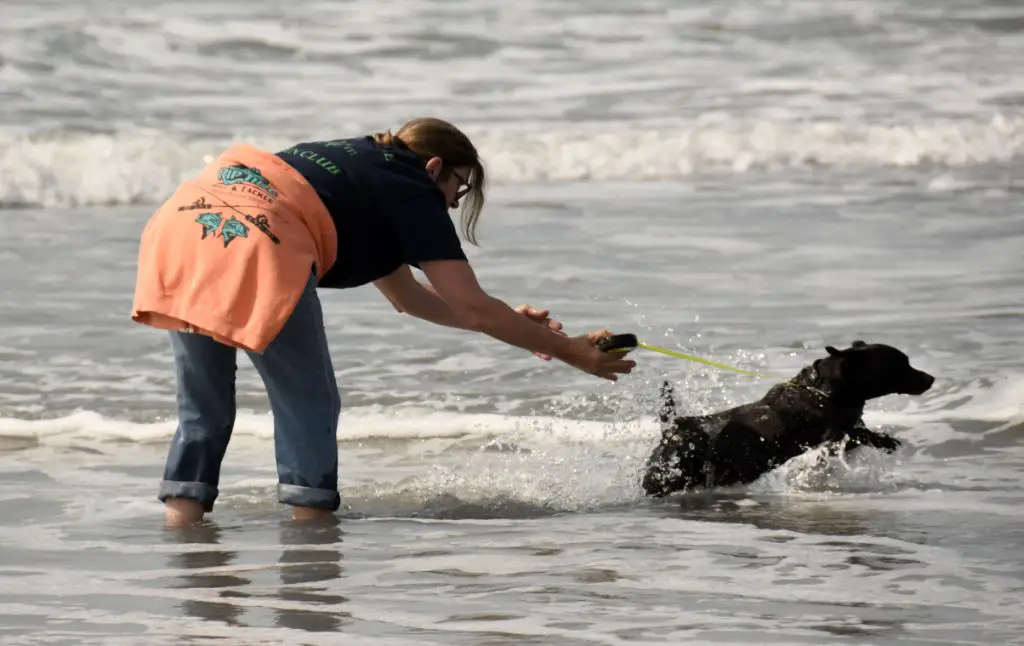 dogs playing and running at the sandy hook beach in new jersey.