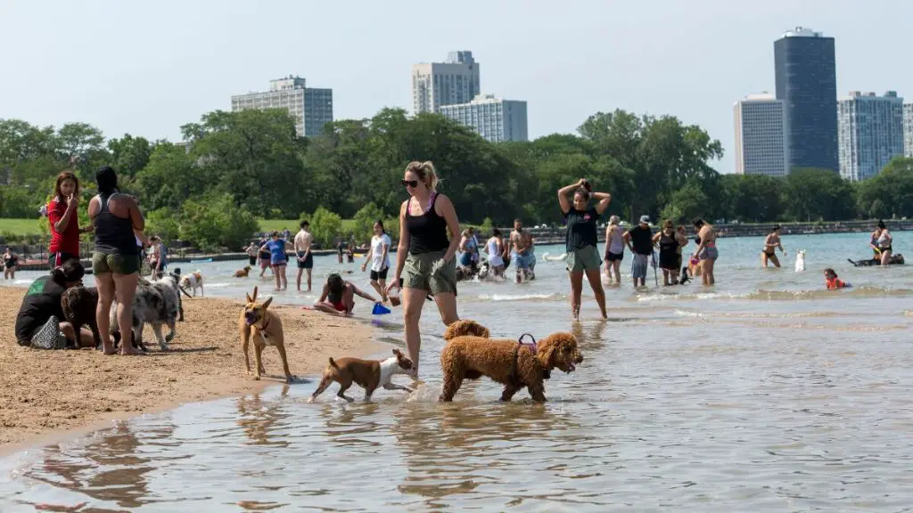 dogs playing and swimming at montrose dog beach in chicago.