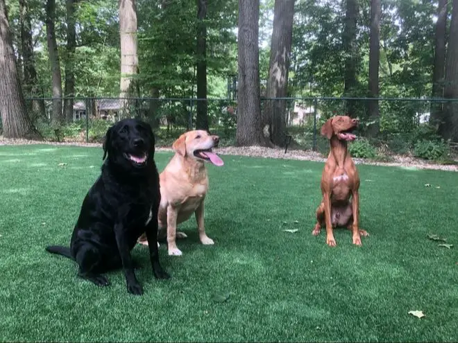 dogs playing in a backyard