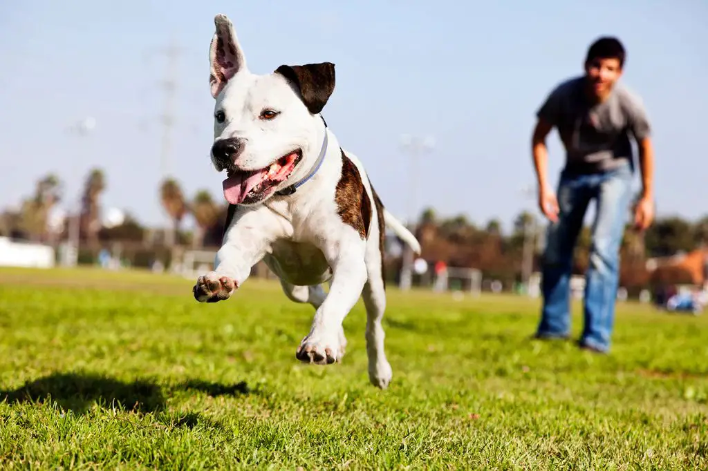 dogs playing in austin