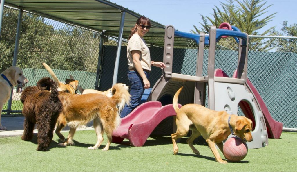 dogs playing together at a doggy daycare facility