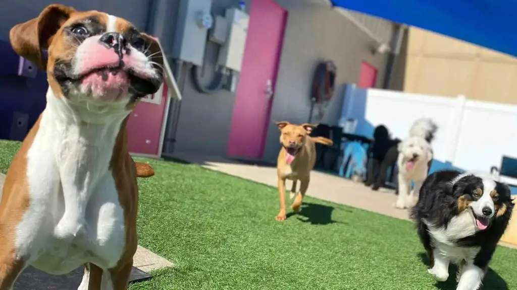 dogs playing together at the petstay boarding facility