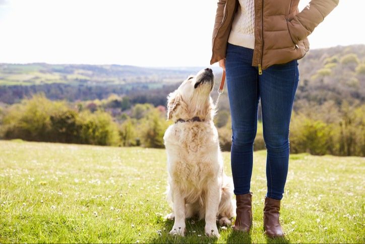 dogs protecting owners