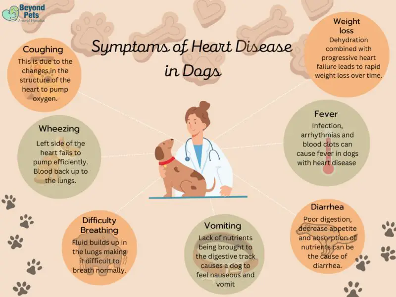 dogs reduce cardiovascular risks