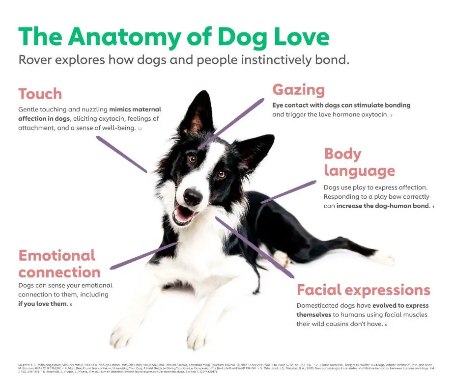 dogs release oxytocin hormone