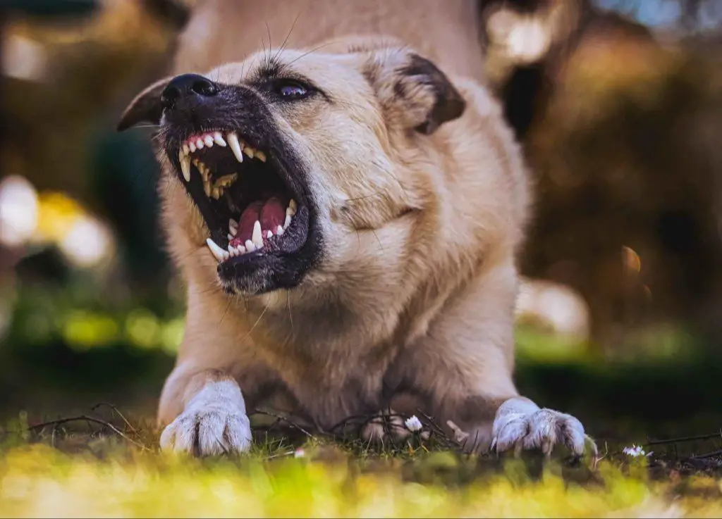dog's sharp teeth capable of causing deep puncture wounds.