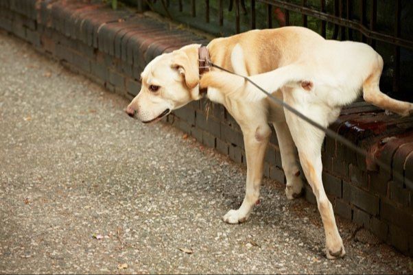 dogs sniff to check for predators before pooping in a vulnerable position.