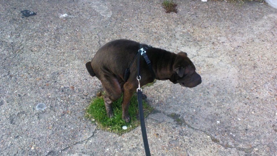 dogs sniff to find an optimal spot to poop based on location factors.