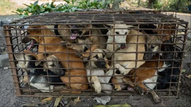 dogs transported in cramped, dirty cages before slaughter