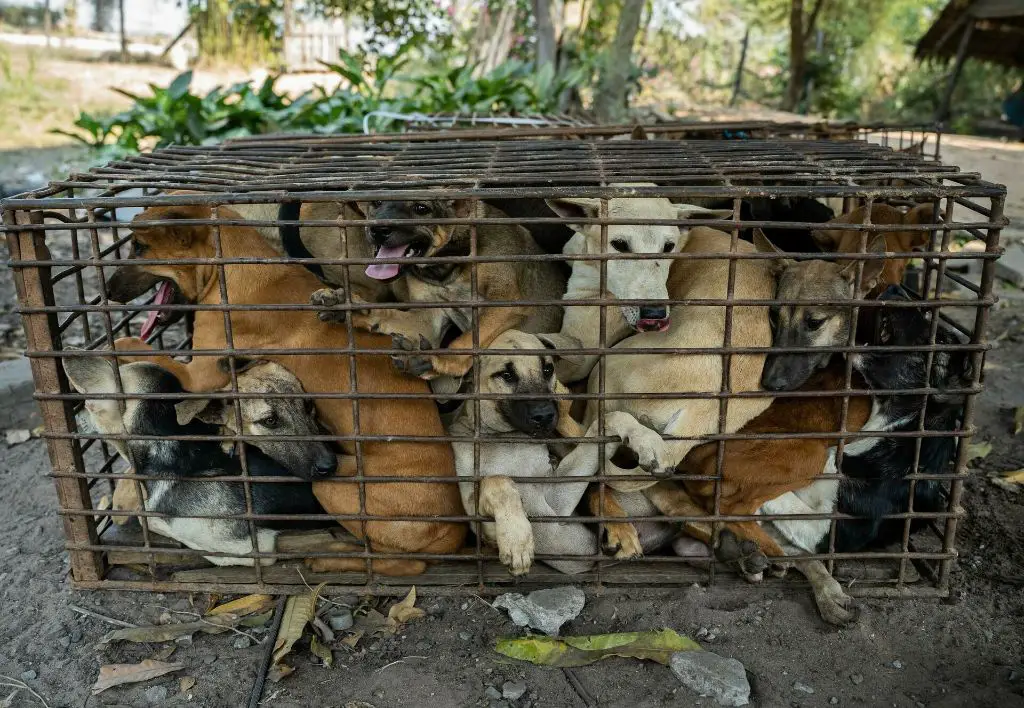 dogs transported long distances to slaughterhouses