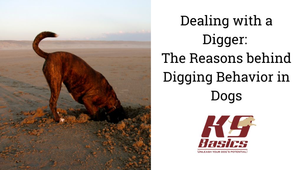 dogs using abilities like digging and fetching