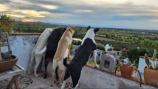 dogs view their human families as members of their pack.