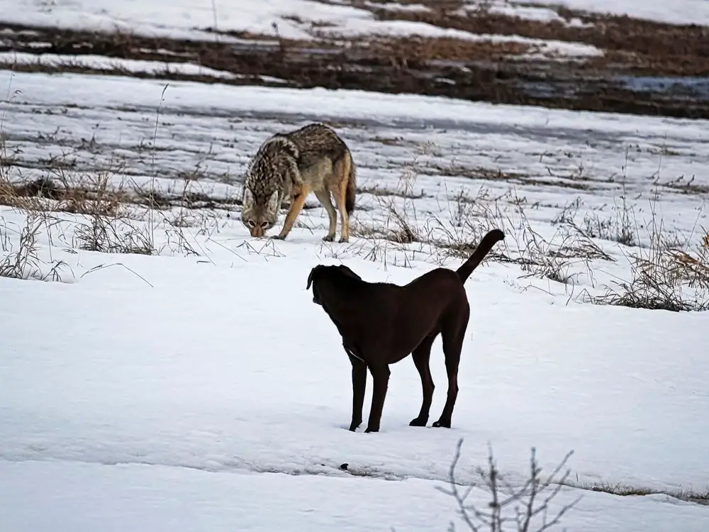 domestic dog interacting and hunting with coyotes