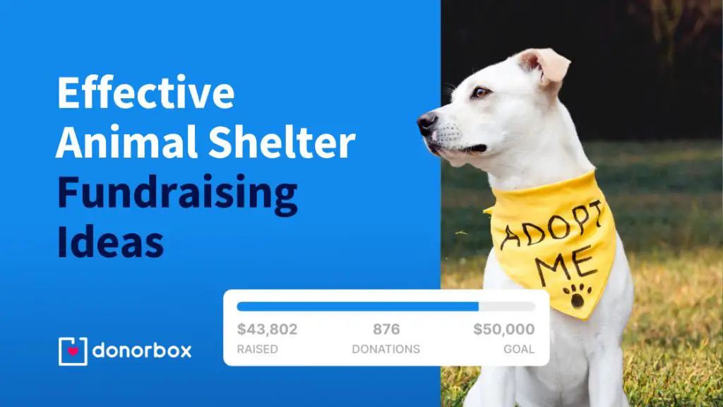 donations and fundraising campaigns attempt to raise money to keep an animal rescue operating and save dogs.