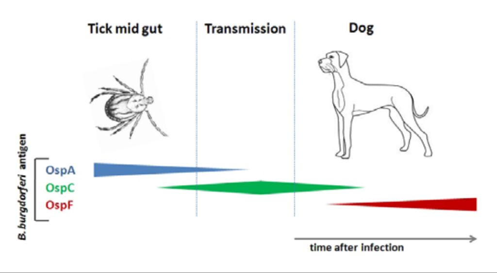 drawing blood for tick disease tests