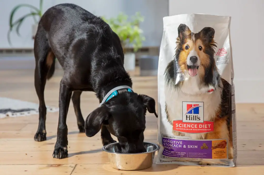 dry dog foods with inadequate protein