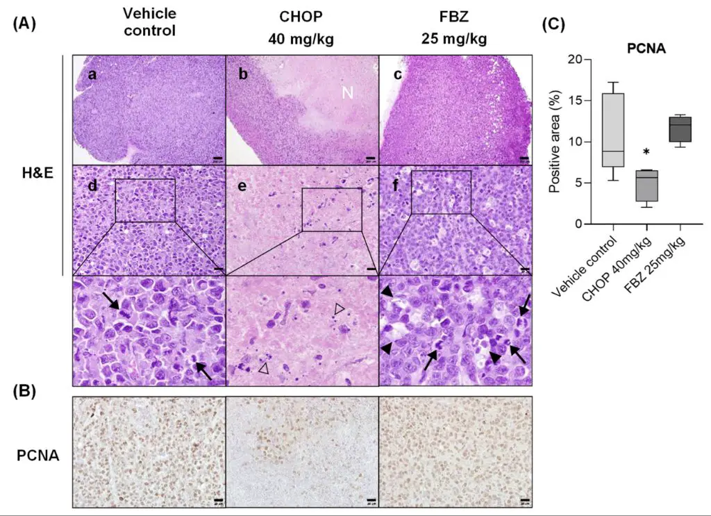 early research on fenbendazole's anti-cancer effects