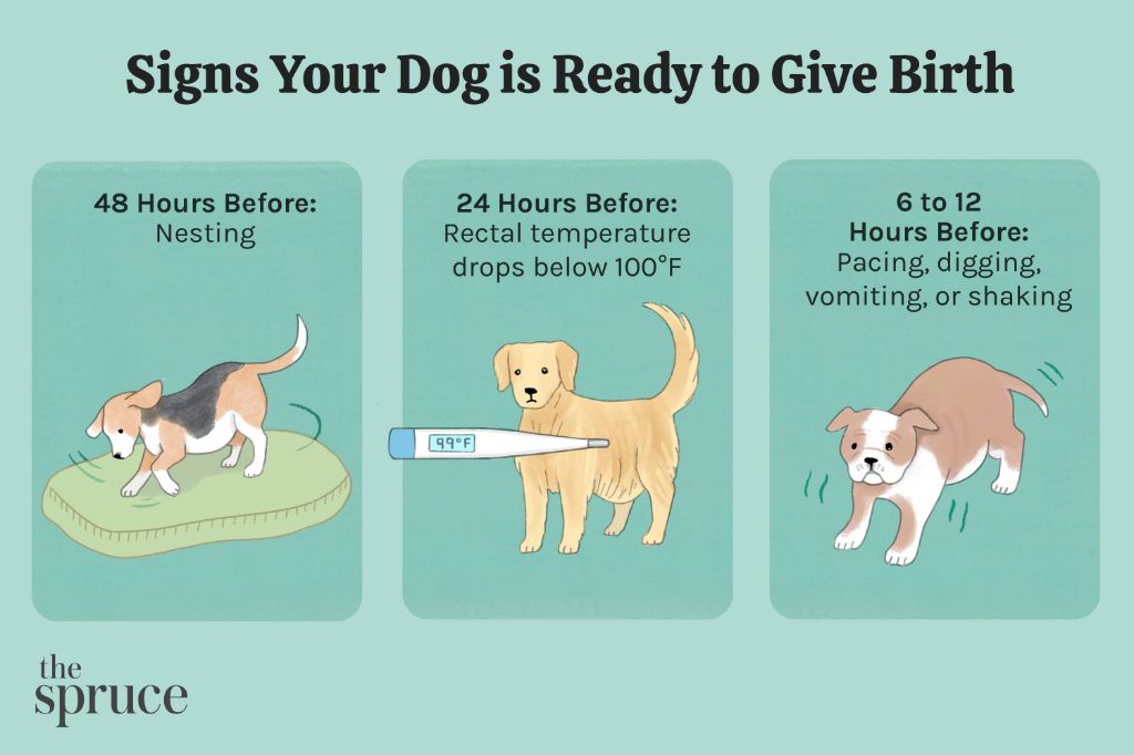 early signs of dog pregnancy
