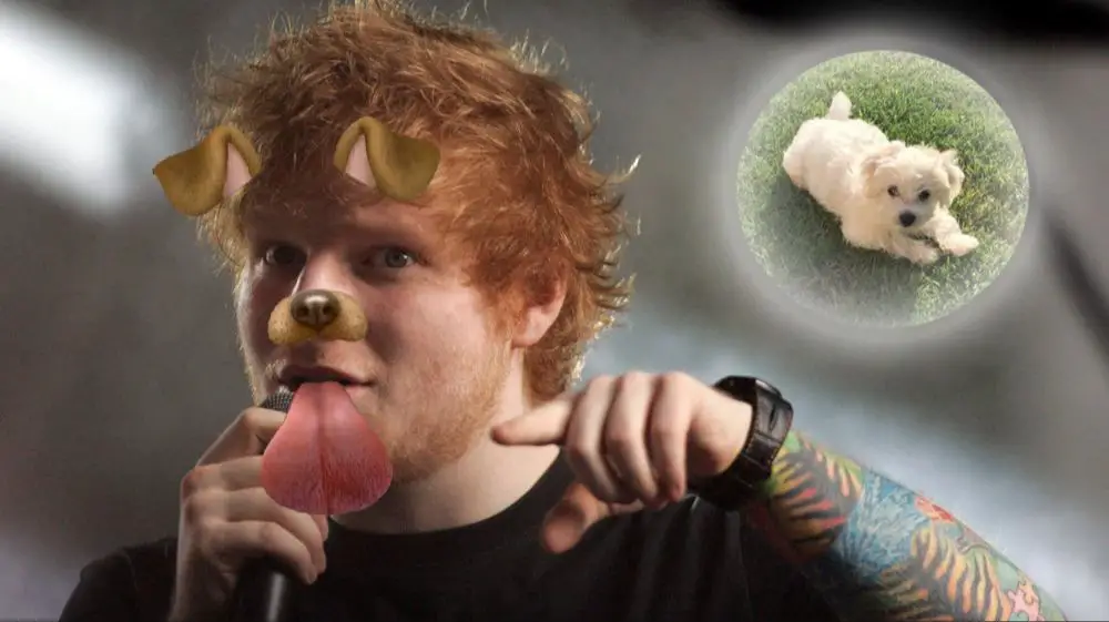 ed sheeran with his westie dog named dorito