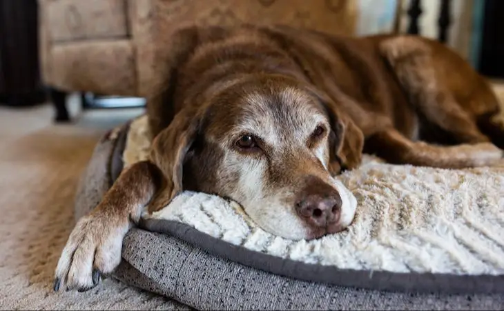 elderly dog sleeping more