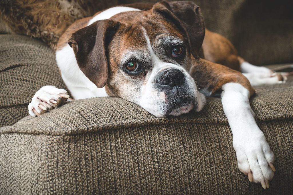 elderly dog whining and staring at a wall