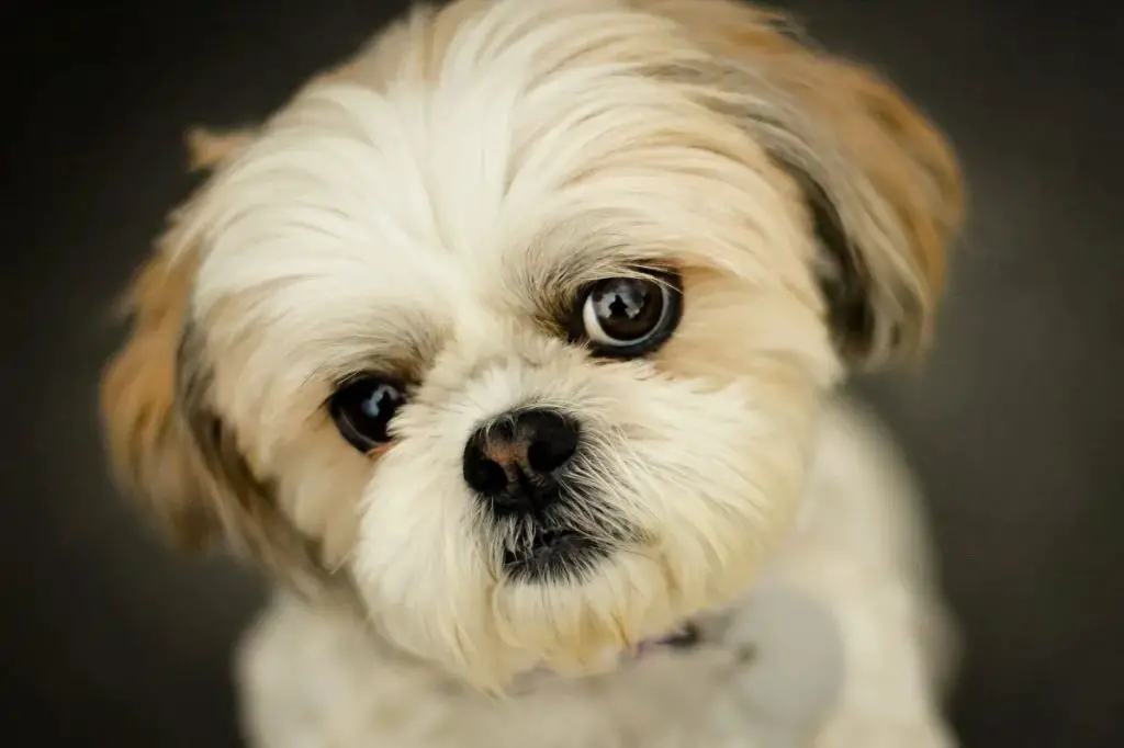 endearing shih tzu dog with abundant furry coat