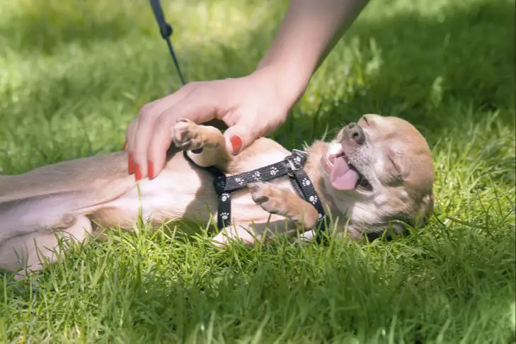 ending belly rubs on a positive note