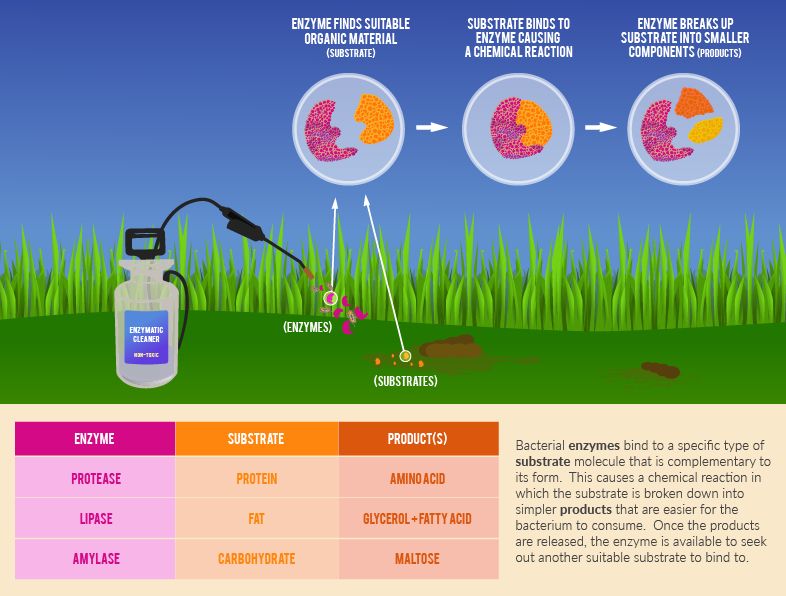 enzyme products to dissolve dog waste