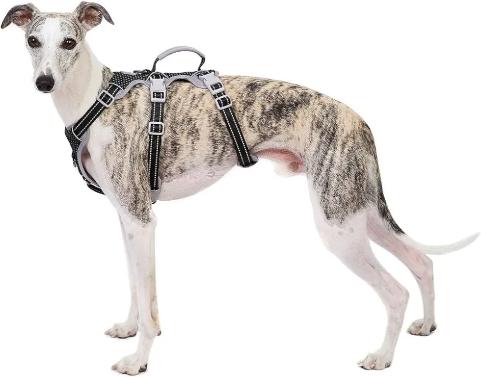 escape-proof harnesses keep dogs safely contained