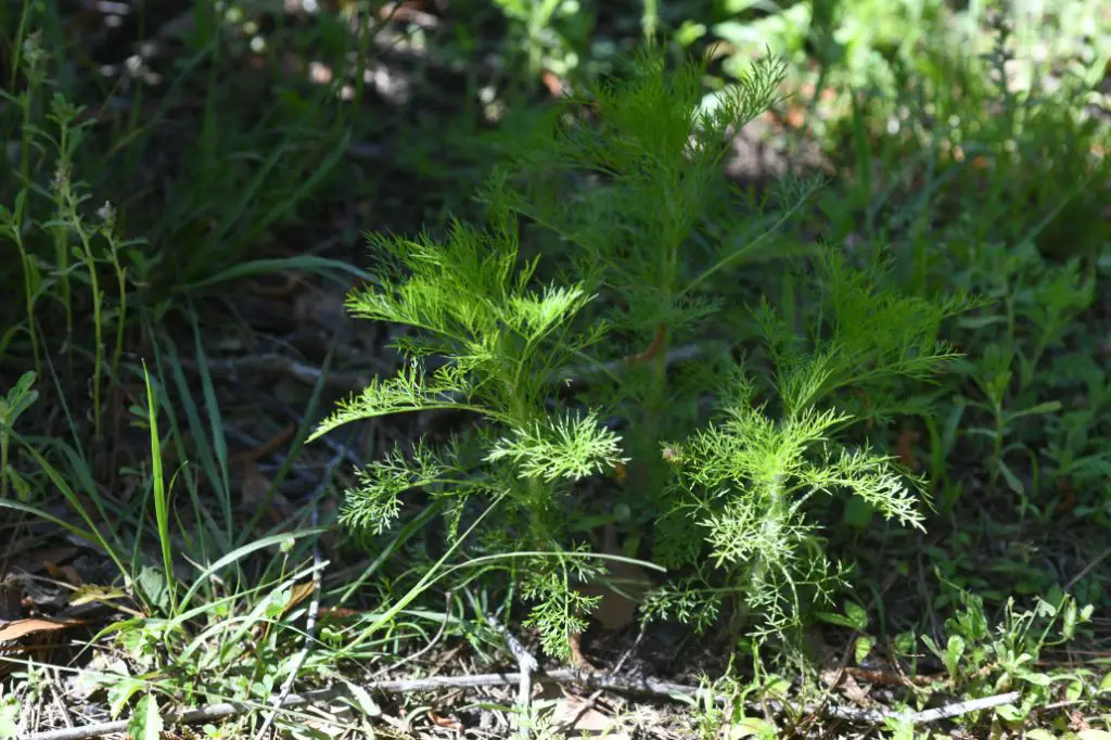 evaluating mosquito repelling claims of dog fennel