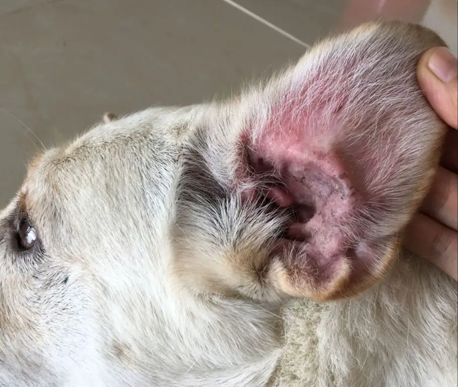 examining dog's ears for infection