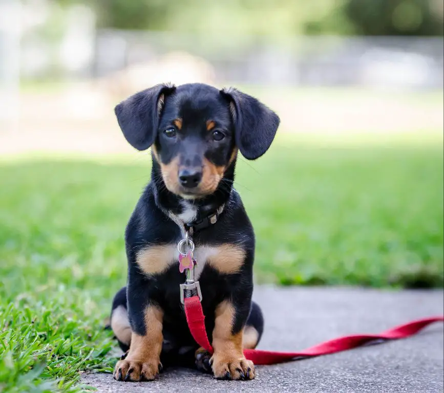 examples of popular mixed dog breeds