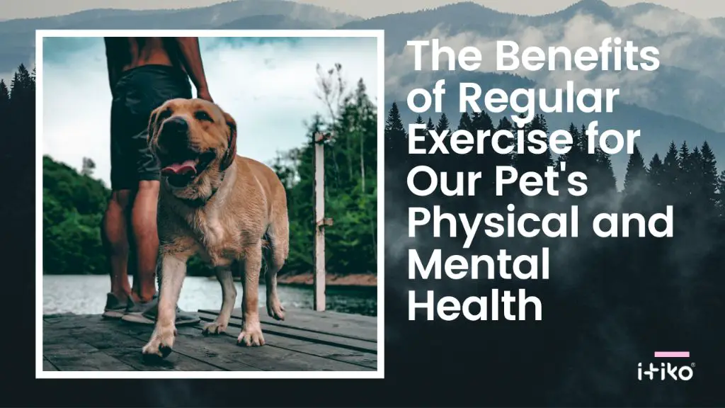 exercise provides physical and mental benefits