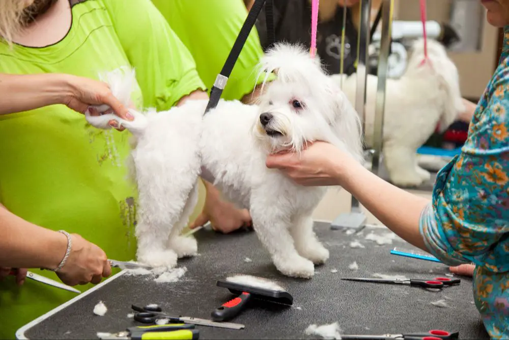 experienced dog groomer grooming dog