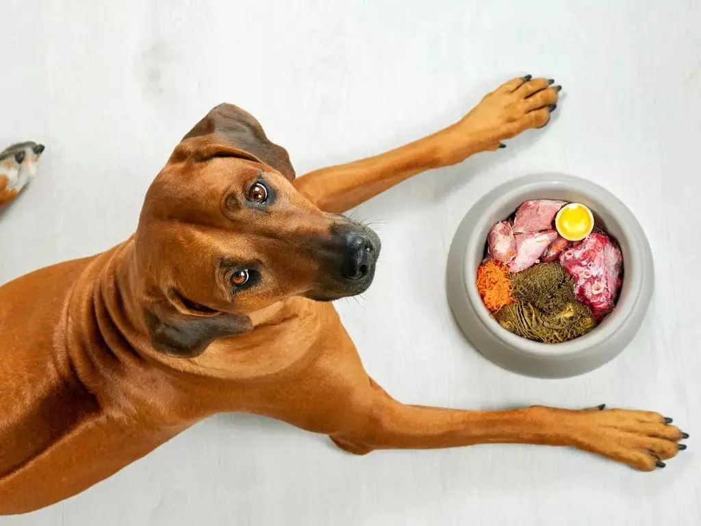 expert advisor warning against consuming dog food