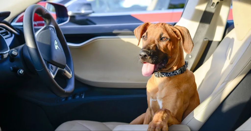 experts predict wider adoption of dog mode as more automakers launch evs.