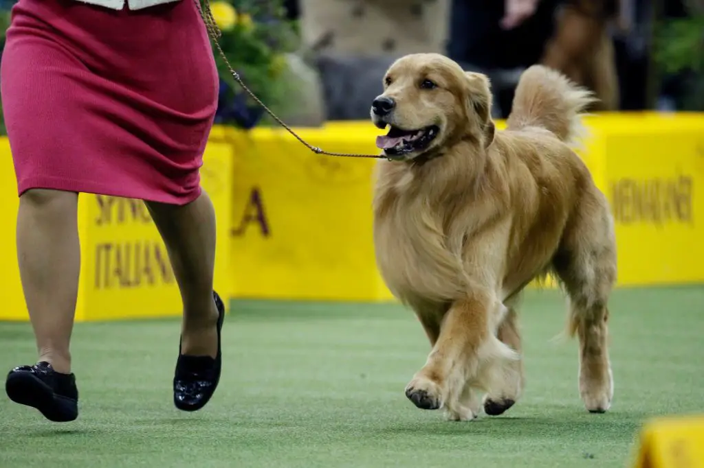 experts think it's possible a golden retriever could win best in show at westminster in the future given their popularity, versatile nature, and close calls.