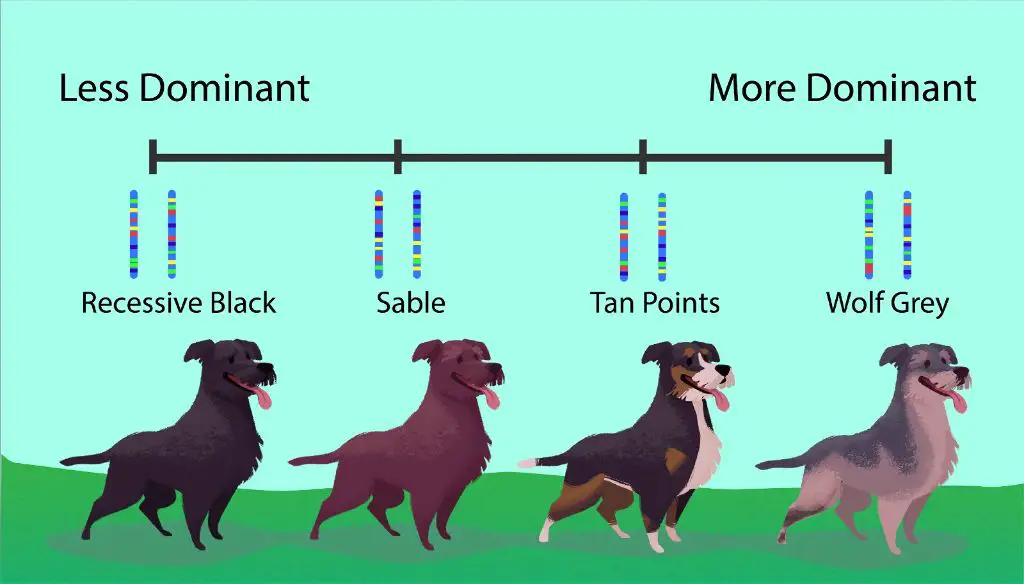 factor in breed traits