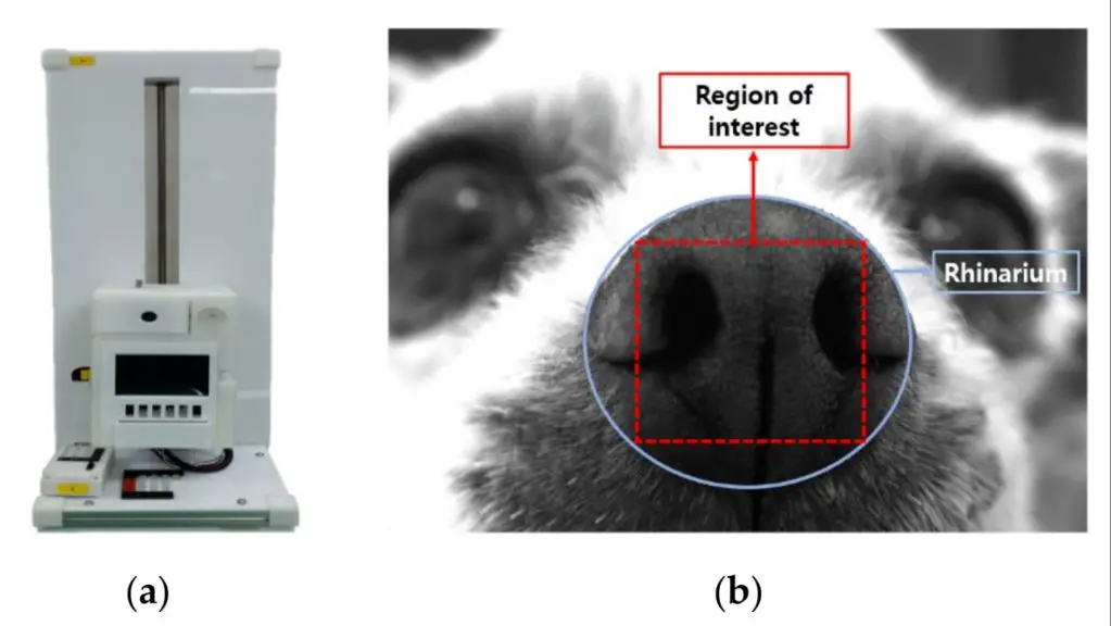 factors like injury or dirt on the nose can alter prints and limit identification.