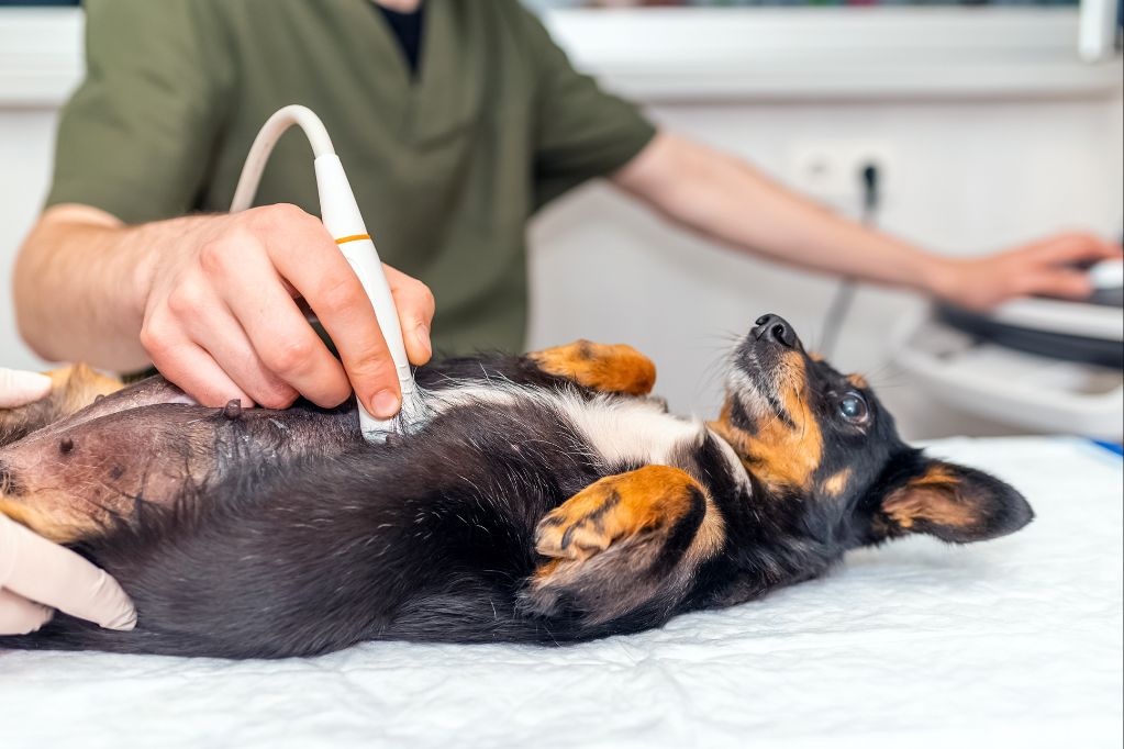 factors that influence the cost of spay reversal