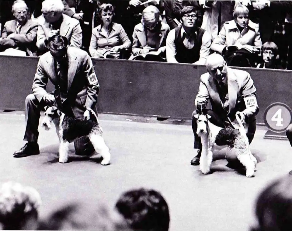 famous irish greyhound handler peter green in the 1960s