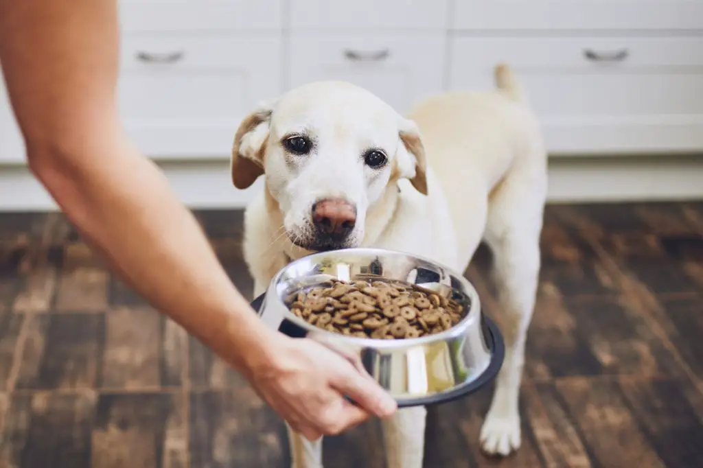 feeding a dog