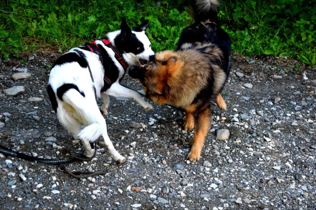 females often easier to train than males