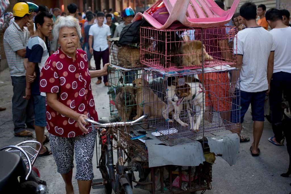 fewer vendors and dogs at recent yulin festivals