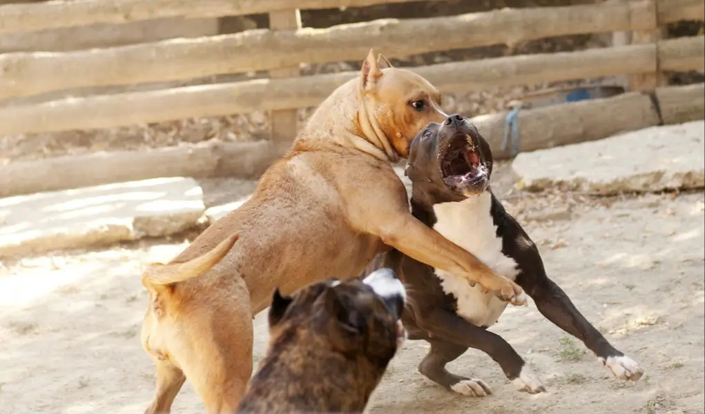 fighting dogs undergo cruel training to maximize aggression.