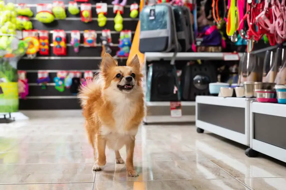 find pet-friendly stores to shop with dogs 