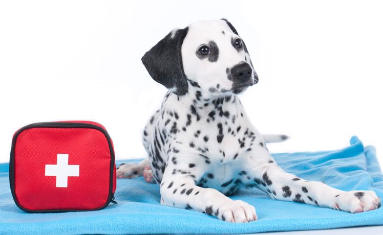 first aid supplies for pets