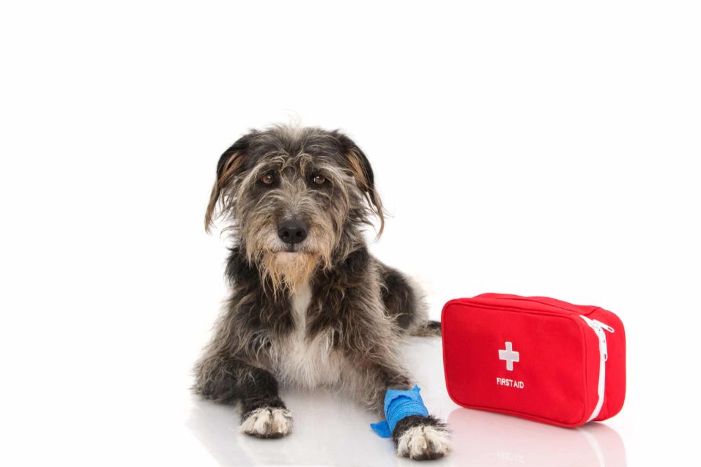 first aid supplies for treating minor dog bites at home, like antibiotic ointment and bandages.